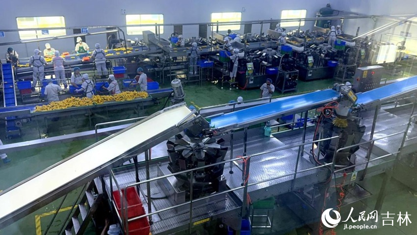 吉林省農(nóng)嫂食品有限公司生產(chǎn)車間內(nèi)一片火熱。人民網(wǎng)記者 王海躍攝