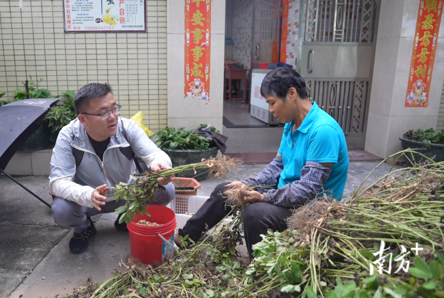 土地組成員張國強(qiáng)一邊幫村民做農(nóng)活一邊聊天。