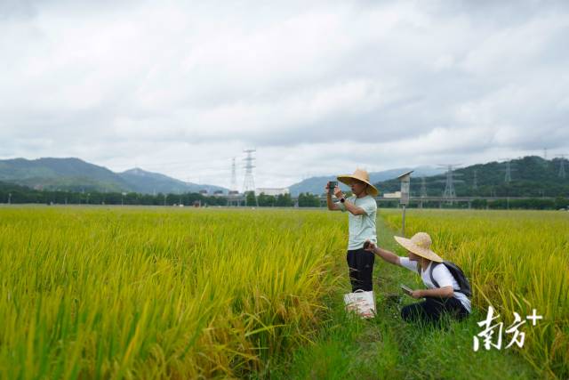 文化組的兩名成員正在給稻田拍照。