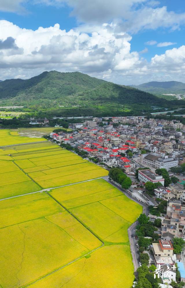 崖口村全景。