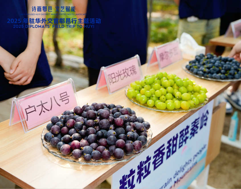 智慧“種”進(jìn)葡萄園 駐華外交官品讀鄉(xiāng)村振興“中國甜”_fororder_圖片2