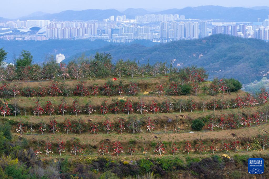 【高質(zhì)量發(fā)展看陜西】“上天”的延安蘋果，蘊(yùn)藏哪些新質(zhì)生產(chǎn)力