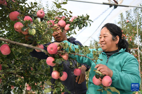 【高質(zhì)量發(fā)展看陜西】“上天”的延安蘋果，蘊(yùn)藏哪些新質(zhì)生產(chǎn)力