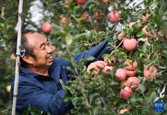 【高質(zhì)量發(fā)展看陜西】“上天”的延安蘋果，蘊(yùn)藏哪些新質(zhì)生產(chǎn)力