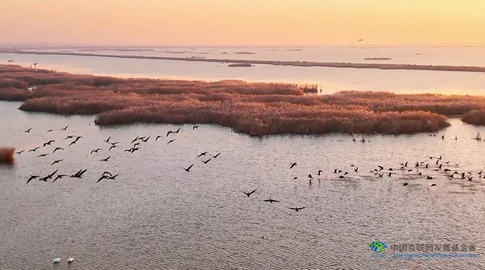 “兩山”理念與美麗中國丨濕地與候鳥，一場歲歲年年的相守