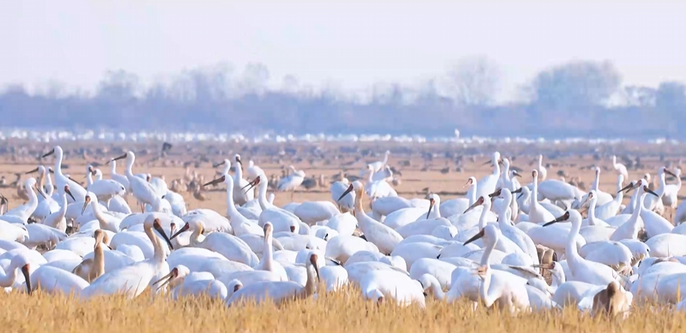 “兩山”理念與美麗中國丨濕地與候鳥，一場歲歲年年的相守