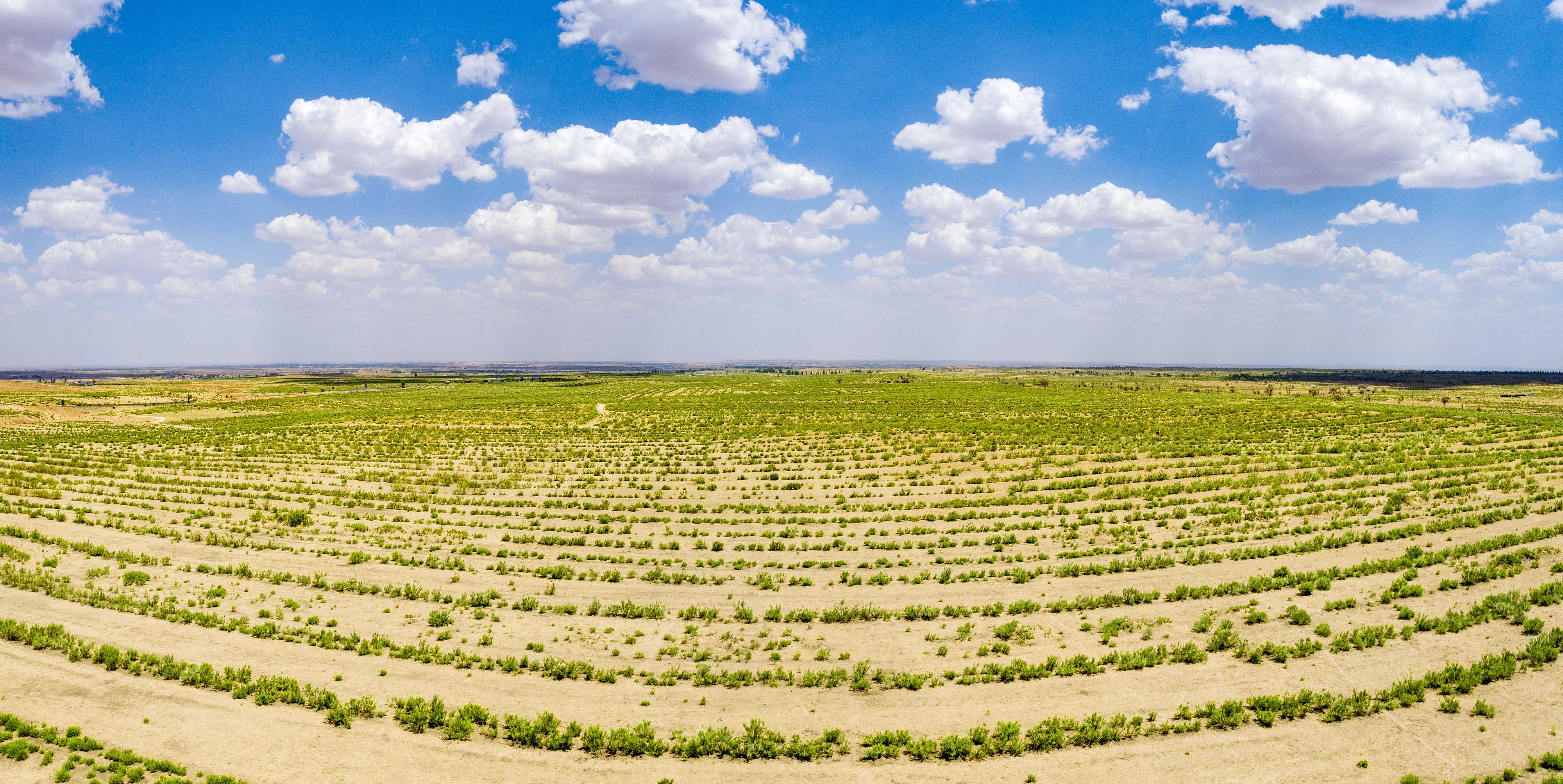2023年6月7日，內(nèi)蒙古鄂爾多斯，毛烏素沙漠。