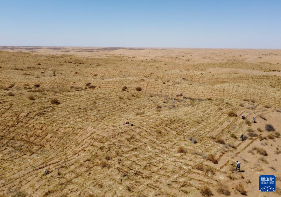 2024年4月10日，群眾在古浪縣八步沙林場(chǎng)麻黃塘沙區(qū)用草方格壓沙。新華社發(fā)（無(wú)人機(jī)照片）