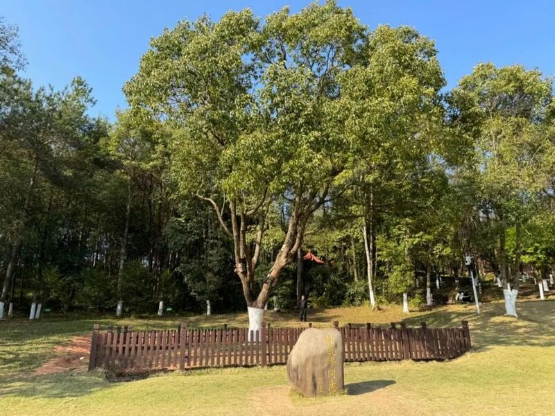 習(xí)近平同志為福建省長汀縣水土保持科教園捐種的香樟樹。圖源：學(xué)習(xí)時(shí)報(bào)