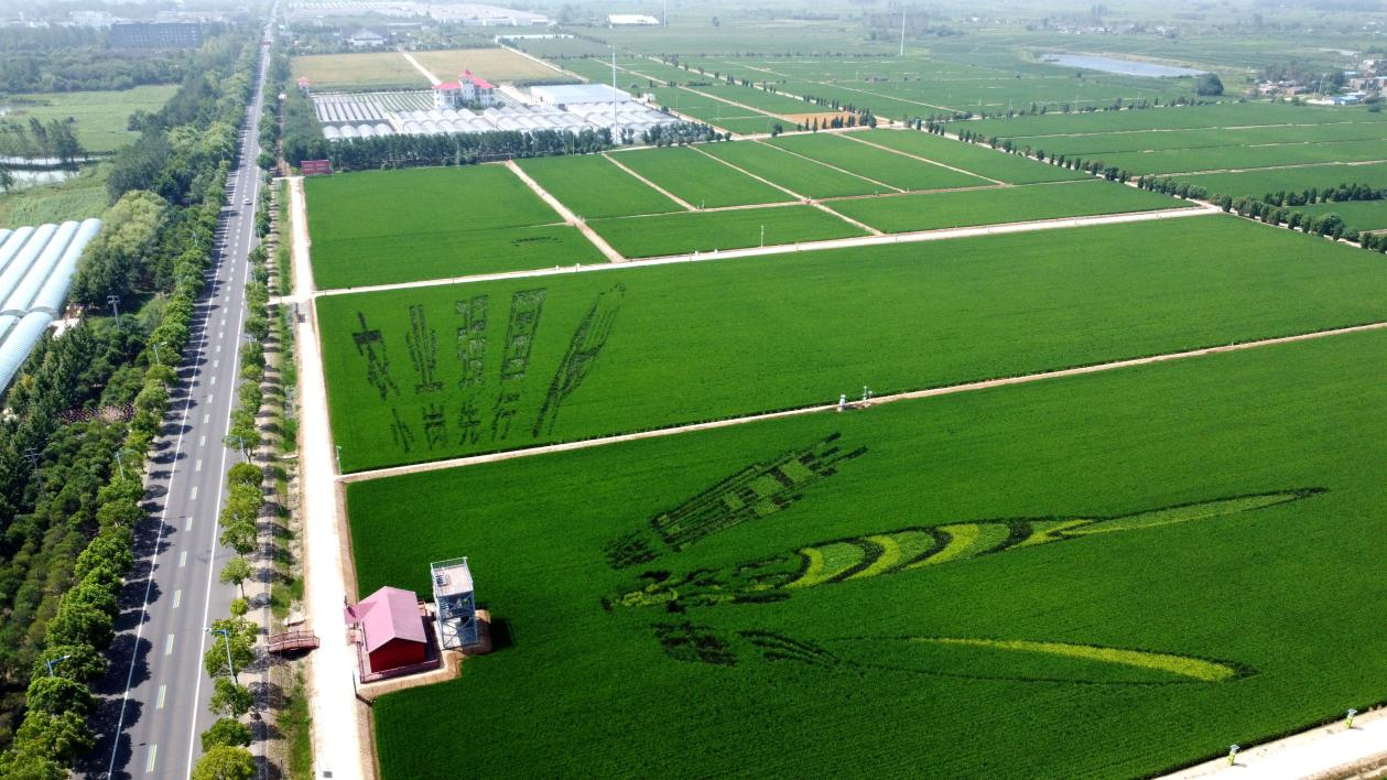 俯瞰小崗村高標(biāo)準(zhǔn)農(nóng)田。鳳陽(yáng)縣委宣傳部供圖
