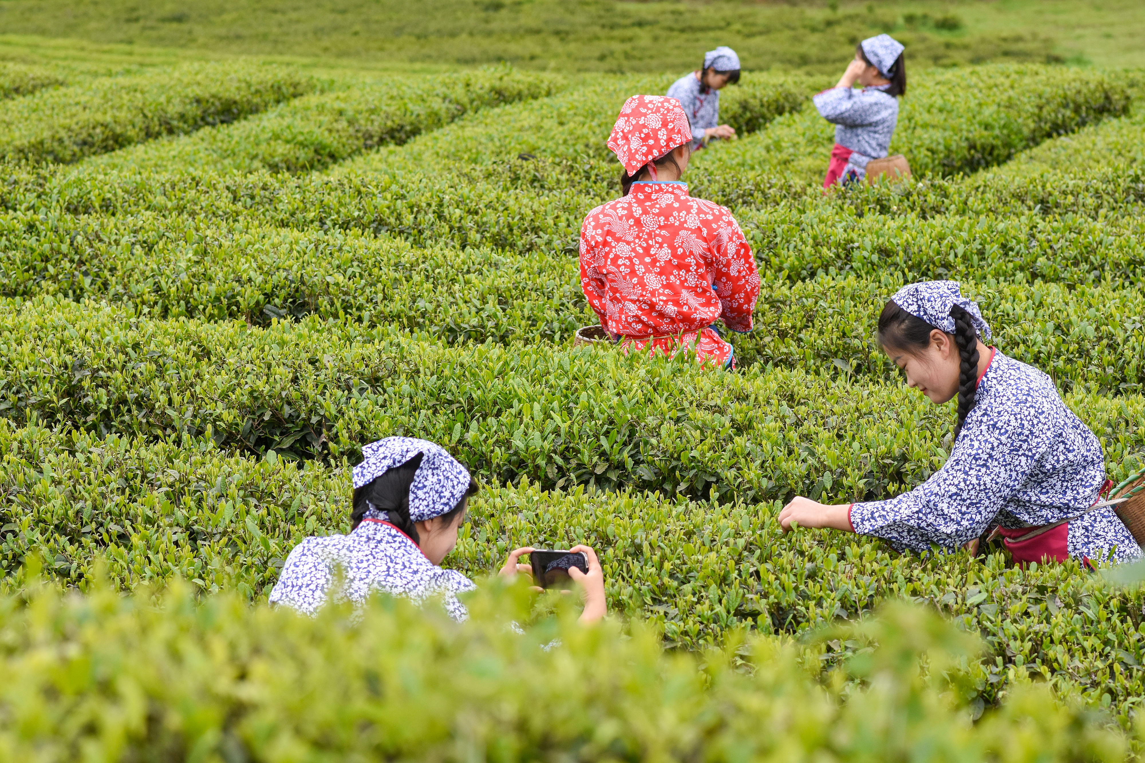 2023年4月6日，游客在貴州省銅仁市江口縣怒溪鎮(zhèn)駱象村生態(tài)茶園體驗采茶樂趣。