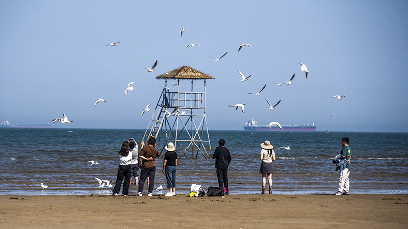 2024年5月12日，河北秦皇島，北戴河鴿子窩公園成群海鷗在天空中自由翱翔，與大海、藍天構(gòu)成了一幅美麗的畫卷。
