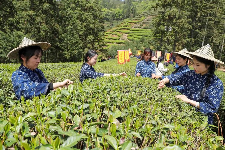 2025年4月13日，福建武夷山市星村鎮(zhèn)朝陽村茶農在生態(tài)茶園展示采茶。新華社發(fā)（邱汝泉 攝）