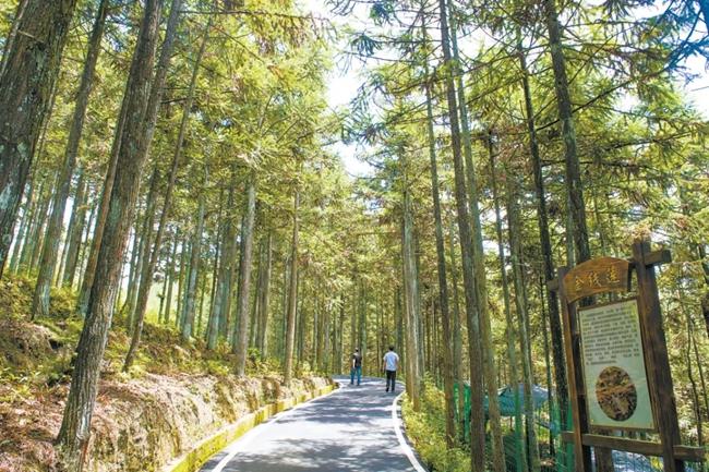 福建周寧縣黃振芳家庭林場(chǎng)。（圖源：央視新聞）