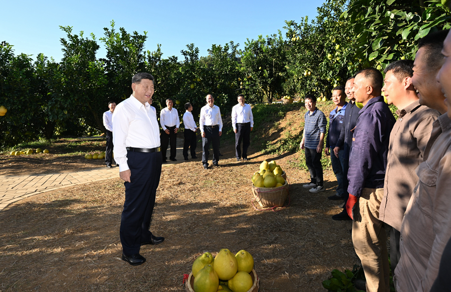 2025年11月7日，習近平總書記在梅州市梅縣區(qū)雁洋鎮(zhèn)南福金柚種植基地考察時，同果農和農技人員親切交流。