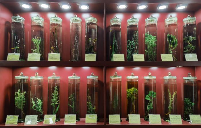 圖為藏藥藥材標(biāo)本。??張海? ?.jpg