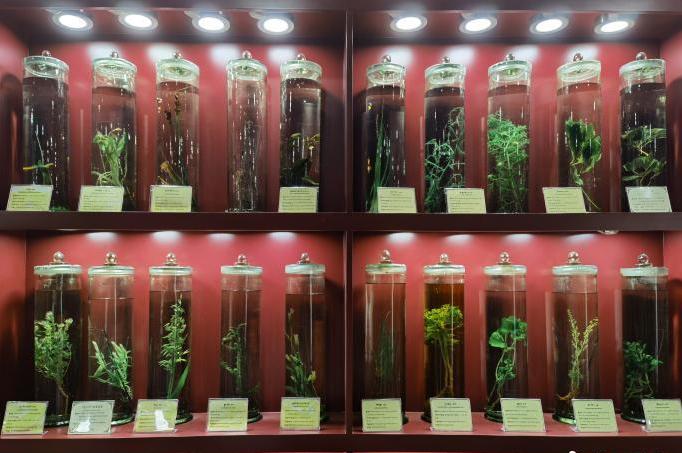 圖為藏藥藥材標(biāo)本。??張海? ?.jpg