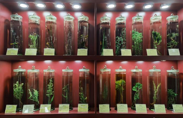 圖為藏藥藥材標(biāo)本。??張海? ?.jpg