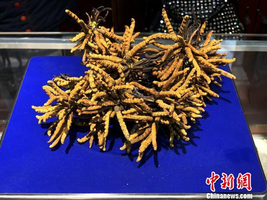 圖為冬蟲(chóng)夏草?！O睿 攝
