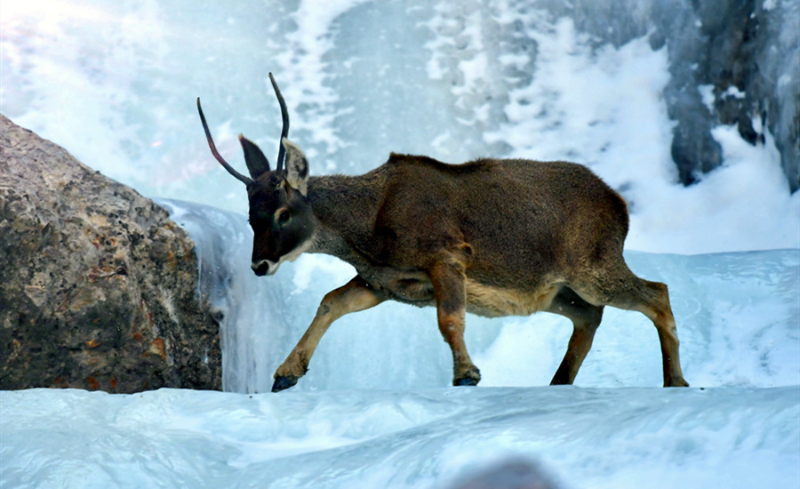活躍在青海省海西州柏樹山的白唇鹿。巴圖那生攝