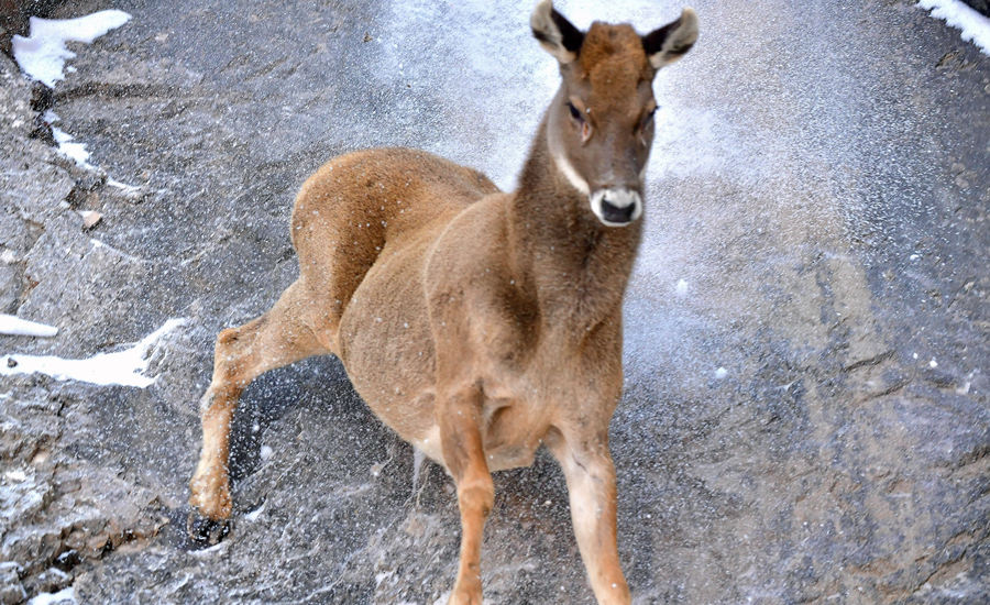 活躍在青海省海西州柏樹山的白唇鹿。巴圖那生攝