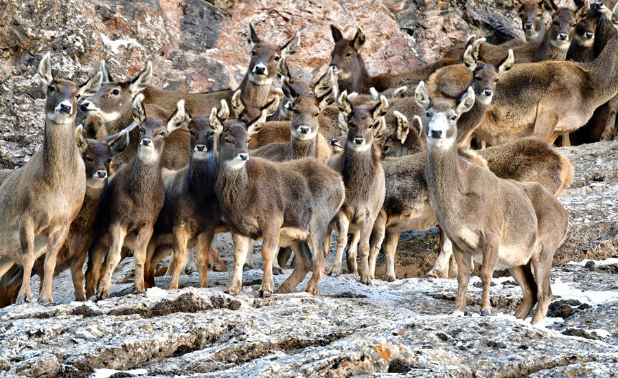 活躍在青海省海西州柏樹山的白唇鹿。巴圖那生攝