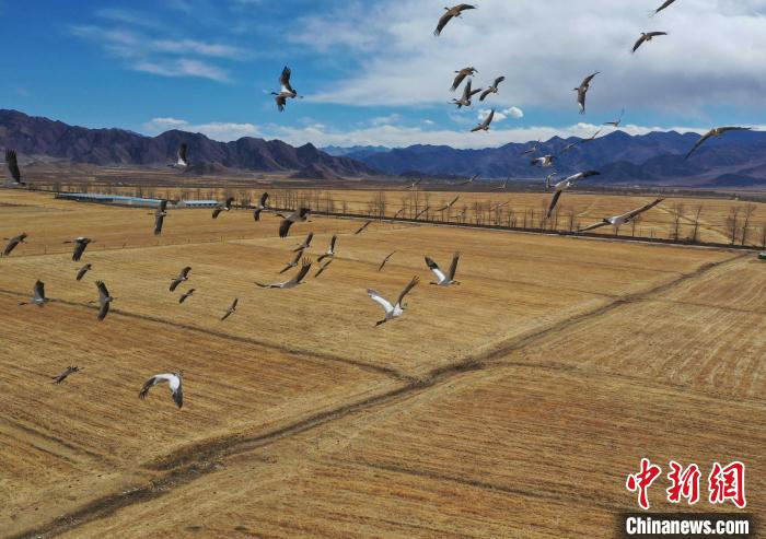 圖為黑頸鶴在拉薩市林周縣境內(nèi)飛翔。　貢嘎來松 攝