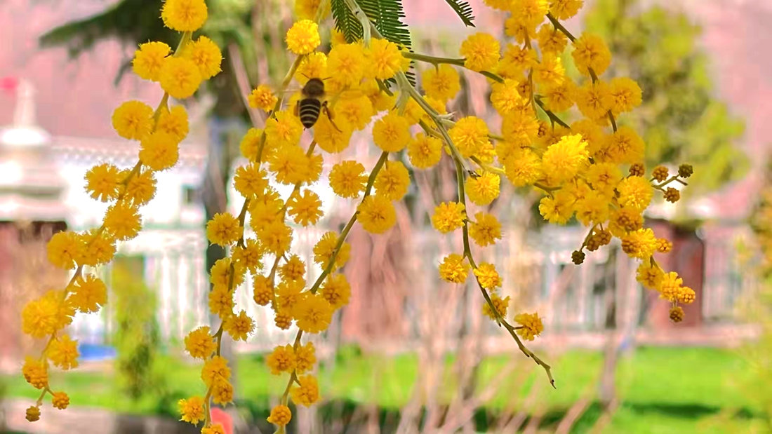 蜜蜂吮吸著金合歡花蕊里的蜂蜜。