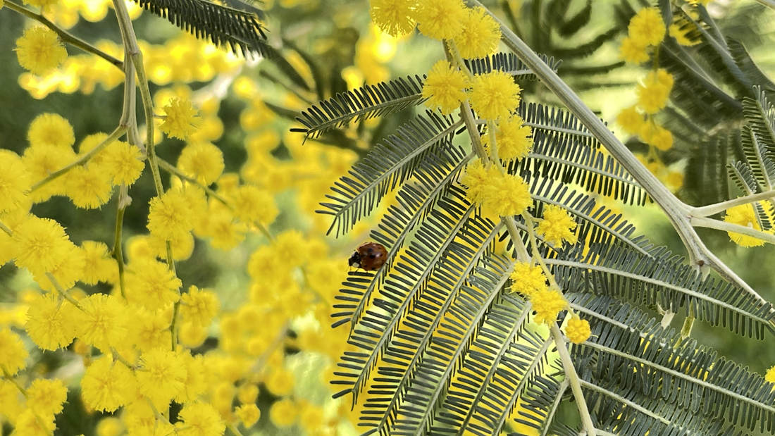 七星瓢蟲在金合歡葉子上嬉戲。