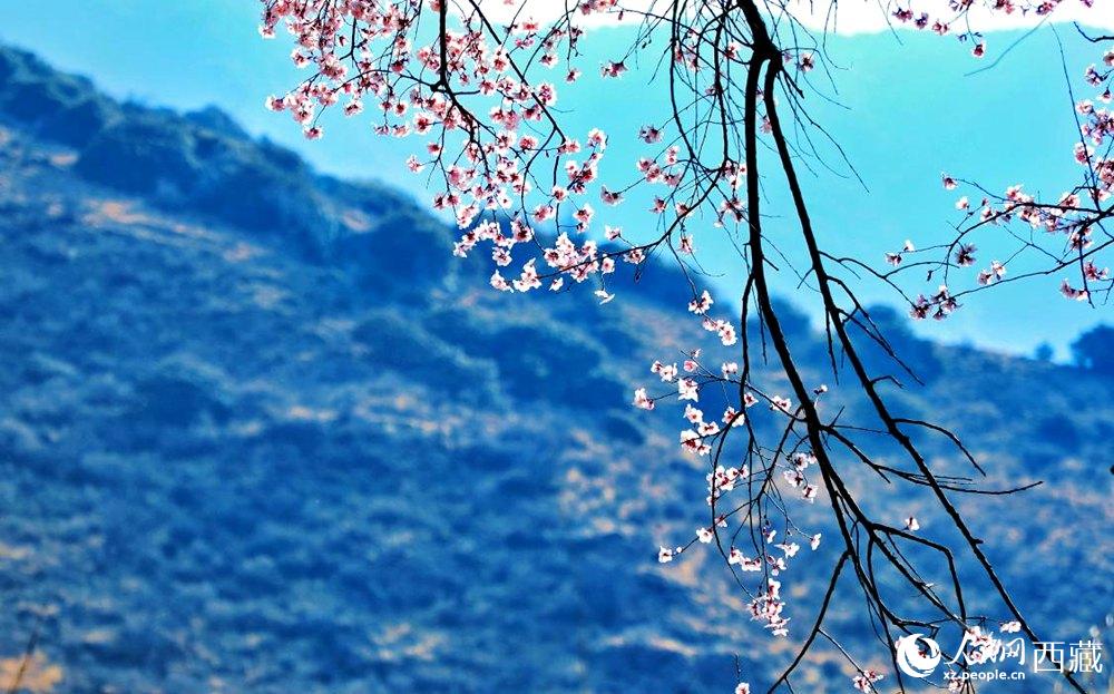 清麗的桃花。人民網(wǎng) 李海霞攝