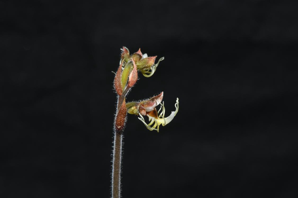 墨脫金線蘭。金效華攝