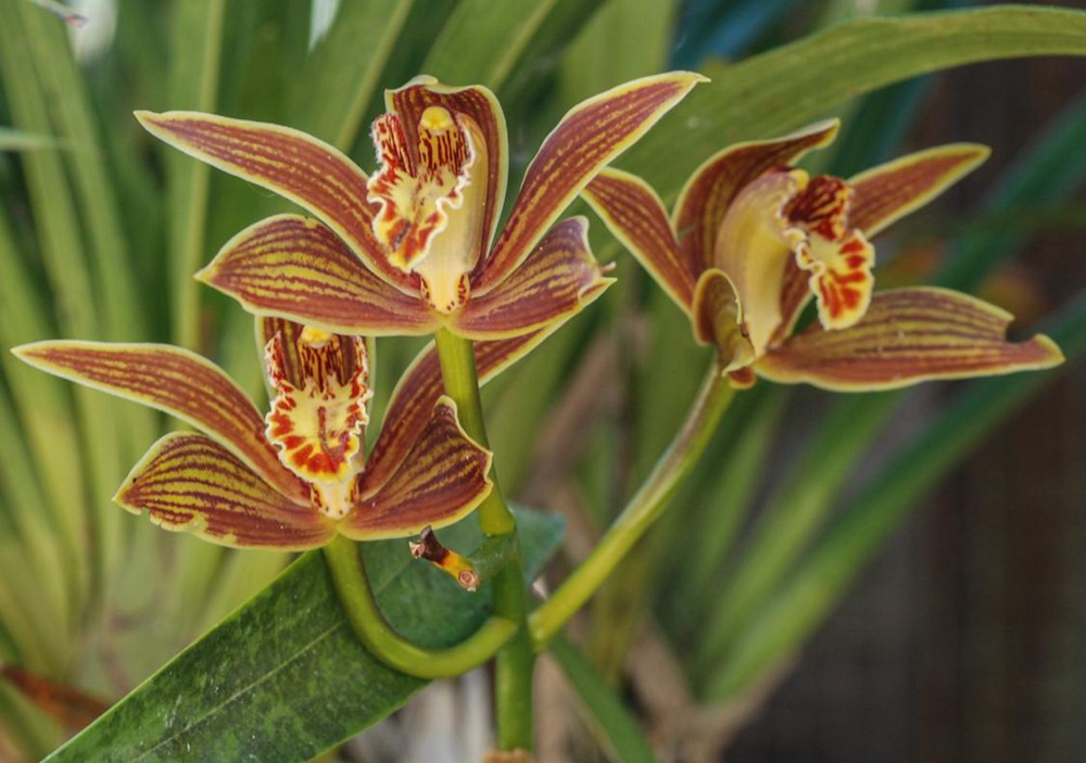 黃嬋蘭。李劍武攝