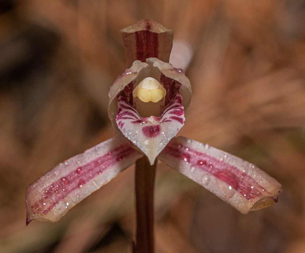 大根蘭。葉超攝