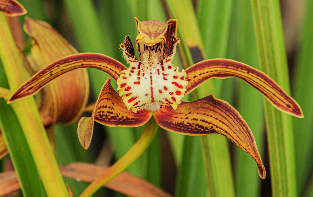 西藏虎頭蘭。李劍武攝