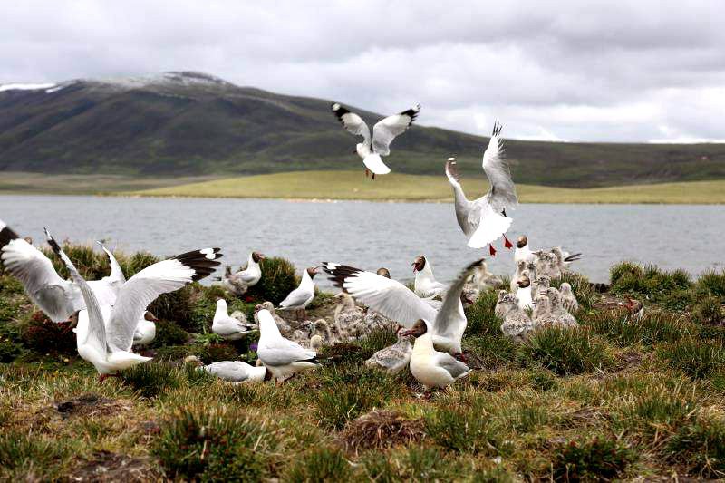 棲息的候鳥(niǎo)。