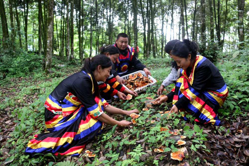 身著民族服的村民正在采摘靈芝。次仁央宗攝