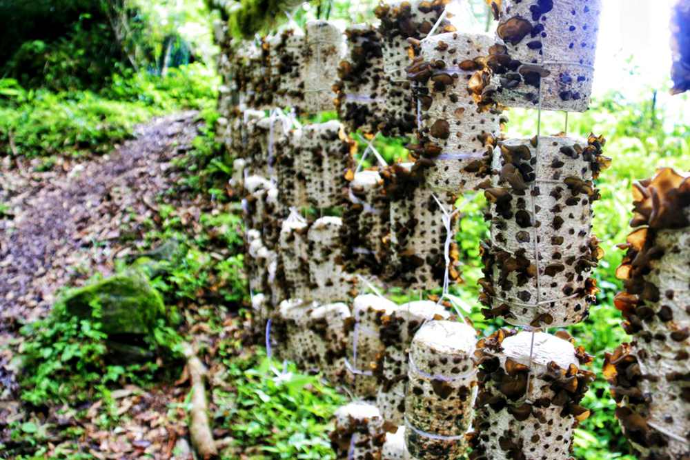 生長中的木耳。次仁央宗攝