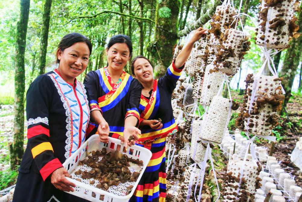 木耳產(chǎn)量頗豐。次仁央宗攝