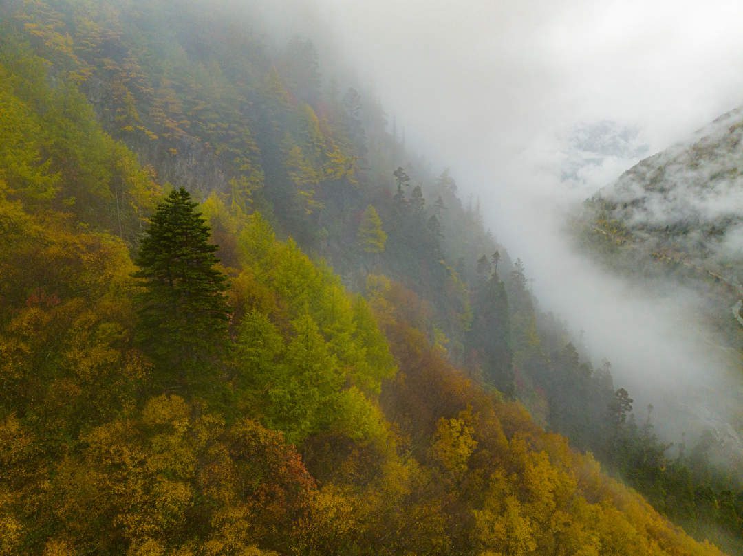 云纏霧繞，層林盡染。