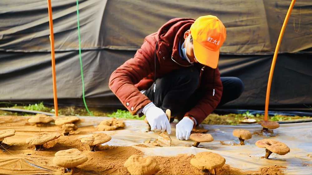 采收靈芝孢子粉。