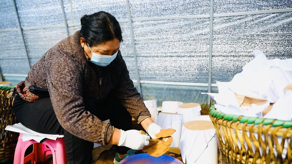 采收靈芝孢子粉。