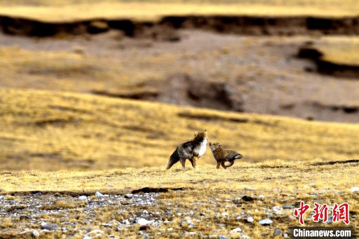 來(lái)自媽媽的愛(ài)！高原藏狐母子嬉戲畫(huà)面暖人心