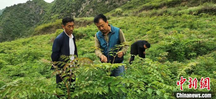 圖為張金利調(diào)研適合阿拉村種植的農(nóng)作物，經(jīng)過不斷改良技術(shù)后，產(chǎn)量大大提高。(資料圖)甘肅省水利廳供圖