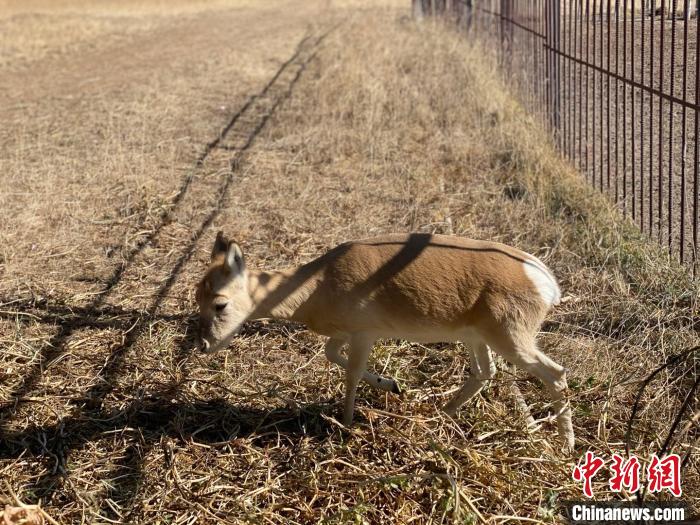 圖為普氏原羚?！±罱瓕?攝