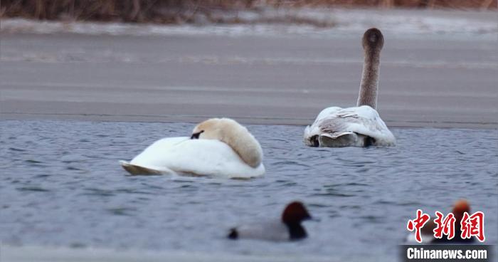 圖為疣鼻天鵝水面休憩。　青海國家公園觀鳥協會供圖 攝