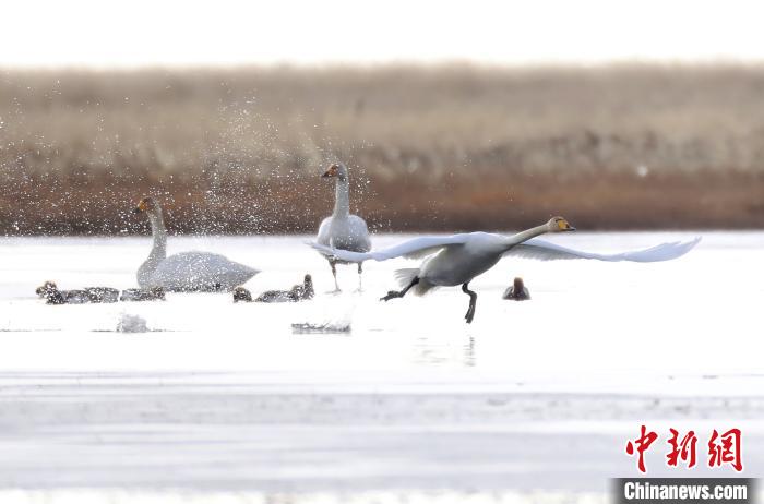 四川省阿壩州若爾蓋縣麥溪鄉(xiāng)的大天鵝。　安源 攝
