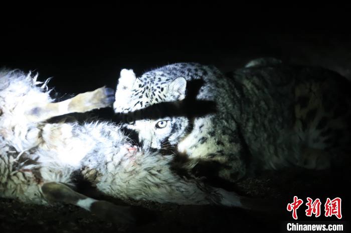 長江源、瀾滄江源啟動旗艦物種雪豹及棲息地保護(hù)項目