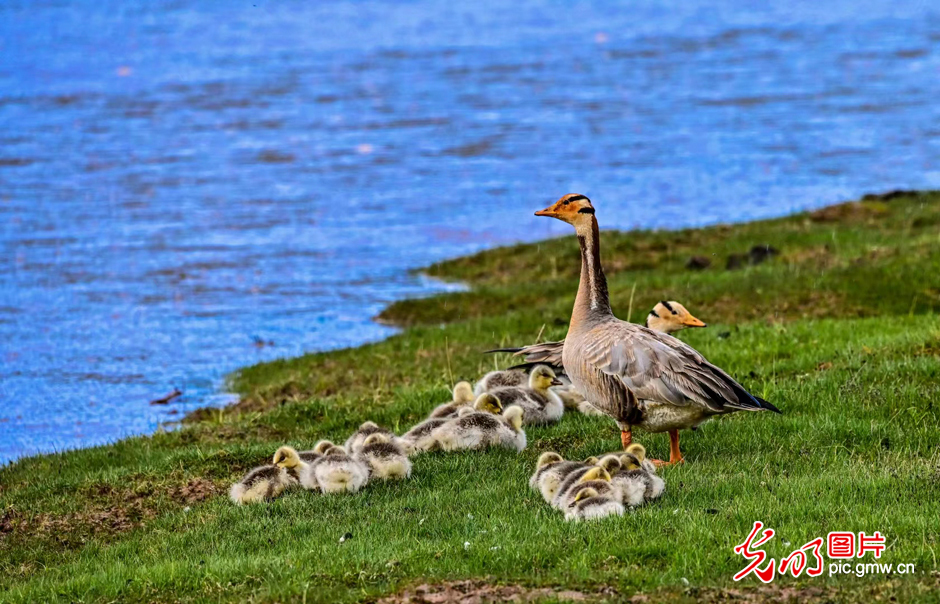 三江源國家公園正式設(shè)立，這是青海生態(tài)文明建設(shè)的新答卷