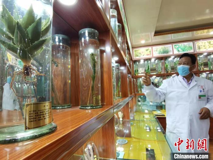 甘肅省甘南藏族自治州碌曲縣藏醫(yī)院副院長(zhǎng)看照加近30年的從醫(yī)工作，堅(jiān)持中藏醫(yī)特色優(yōu)勢(shì)相結(jié)合診療方法。　張婧 攝