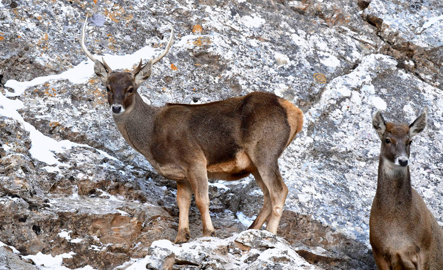 活躍在青海省海西州柏樹山的白唇鹿。巴圖那生攝